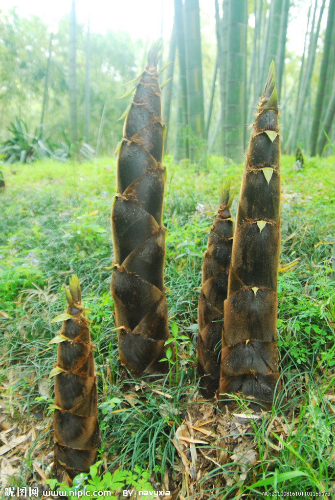 笋材两用竹新品种——甜竹(也可四季出竹),甜竹苗,四季竹笋苗