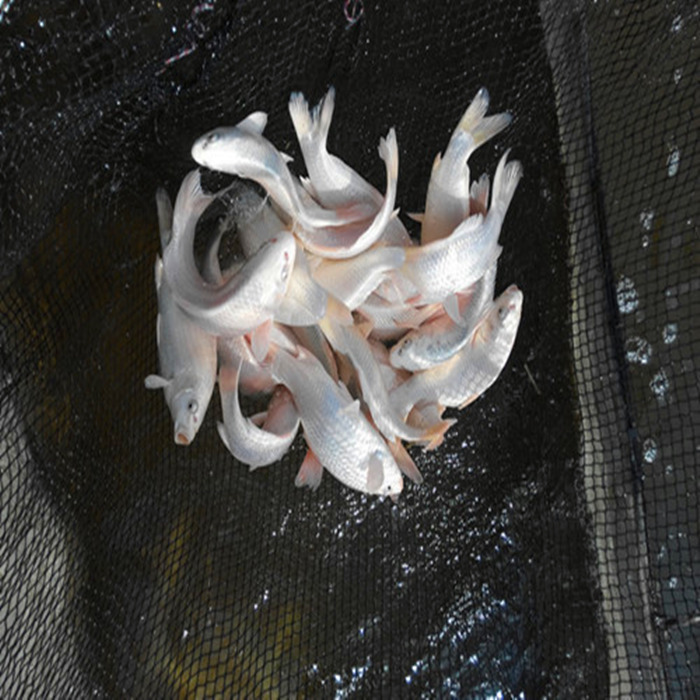 和珍 珠,狮头,水泡,龙眼,琉金 鹤顶红 兰寿 虎头等三十多个金鱼品种