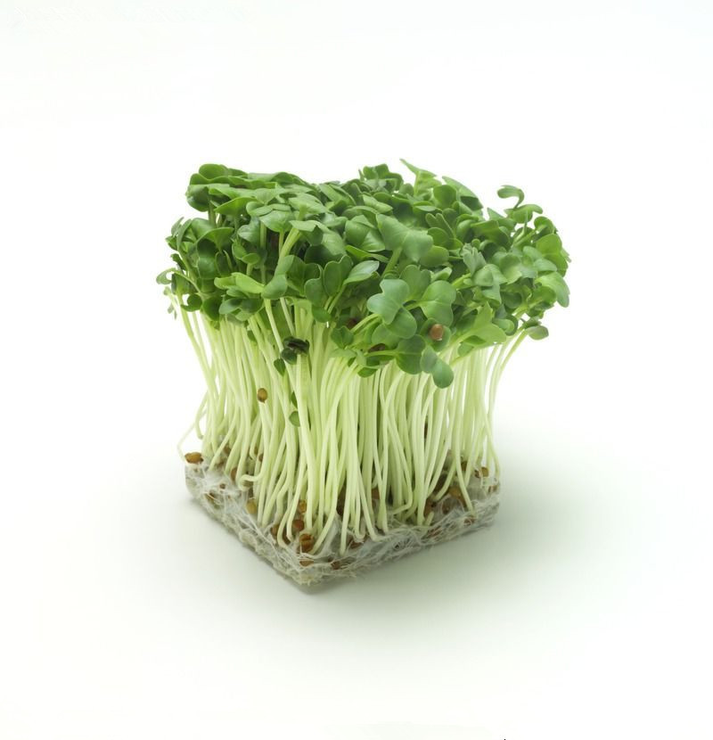 供应长期批发供应苗芽菜种子萝卜种子芽苗菜种子白萝卜