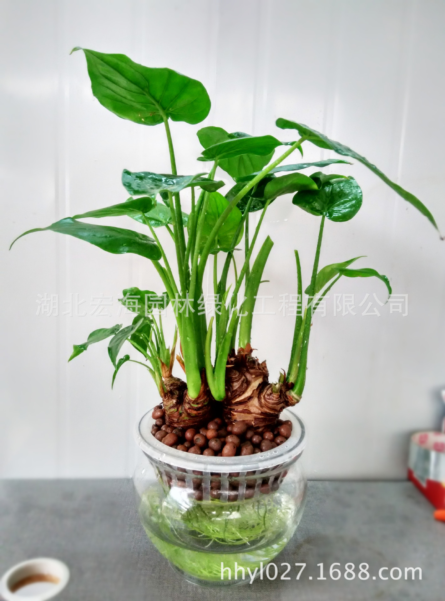 大量批发各类高档健康水培植物红掌,小发财树,幸福树