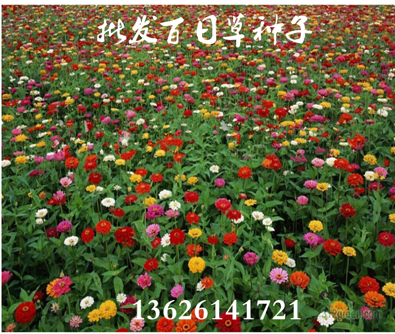 草坪籽 草花 菊花草籽 马蹄金 三叶草,小冠花等【精品】