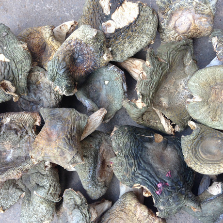 青菇 青头菇 特级青头菇 云南青头菇 产地批发青头菇量大优惠