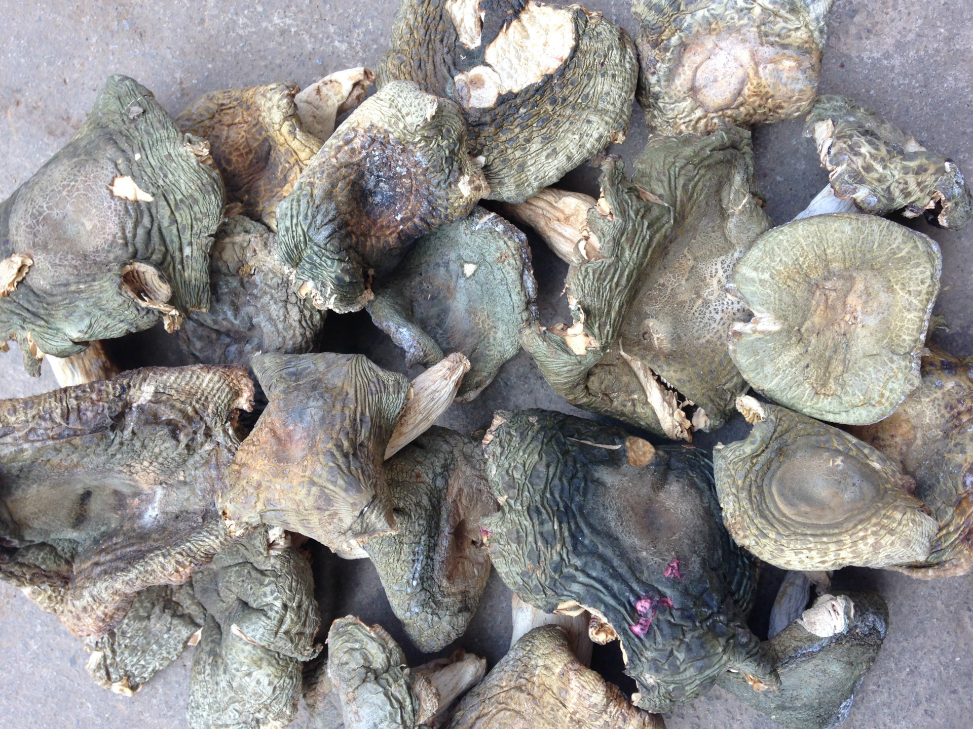 青头菌 a级干货 批发云南特产 青菇 云南特产食品 量大从优