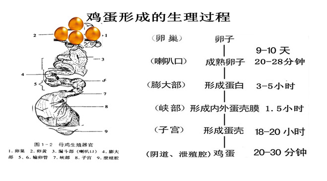 杭州宝积供应蛋鸡转用预混料(多蛋王)批发 价格优惠