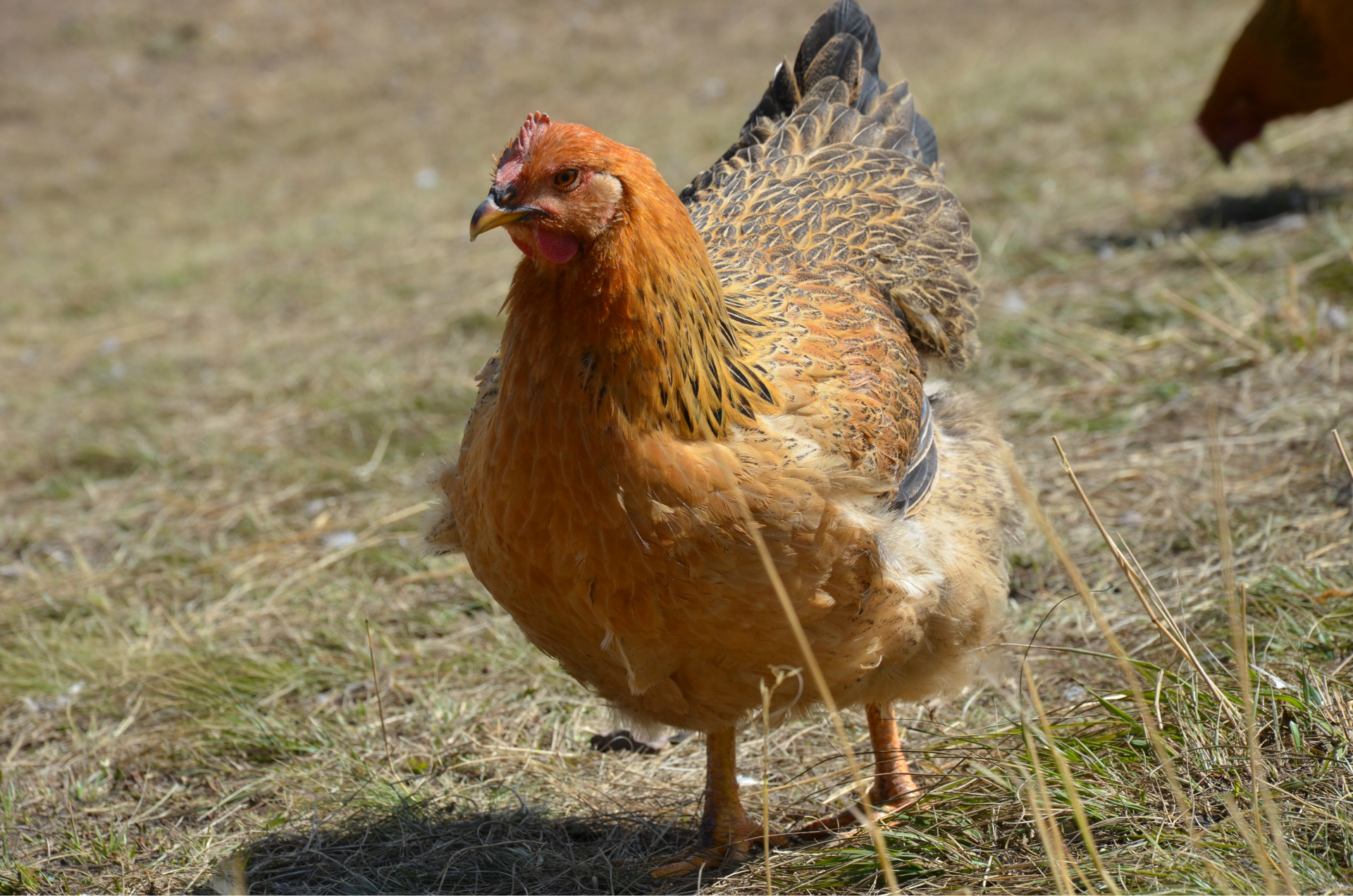 正宗生态鸡瘦肉皮薄绿色养殖生态芦花鸡农场家禽鸡