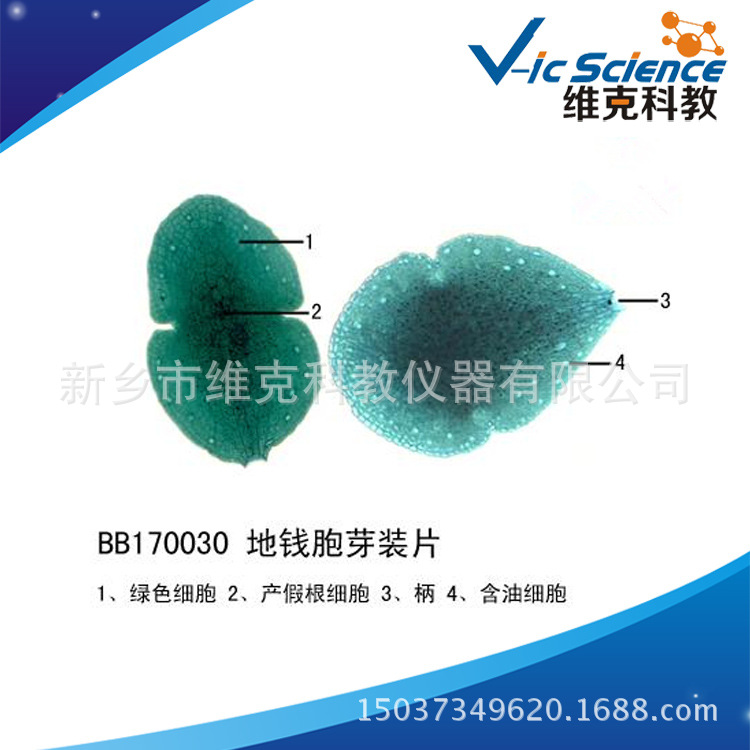 厂家现货批发地钱胞芽装片 生物切片 植物类 苔癣类 显微镜用