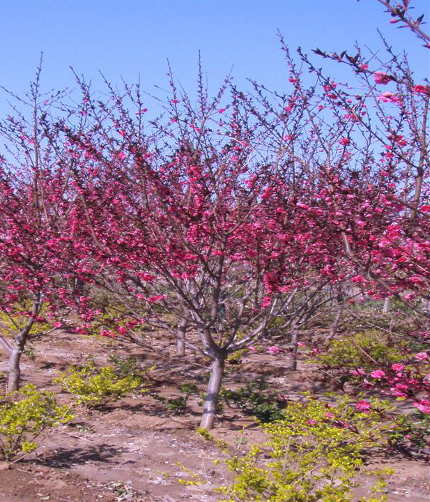 红叶碧桃批发碧桃花树苗淡香花卉品种全绿化苗木