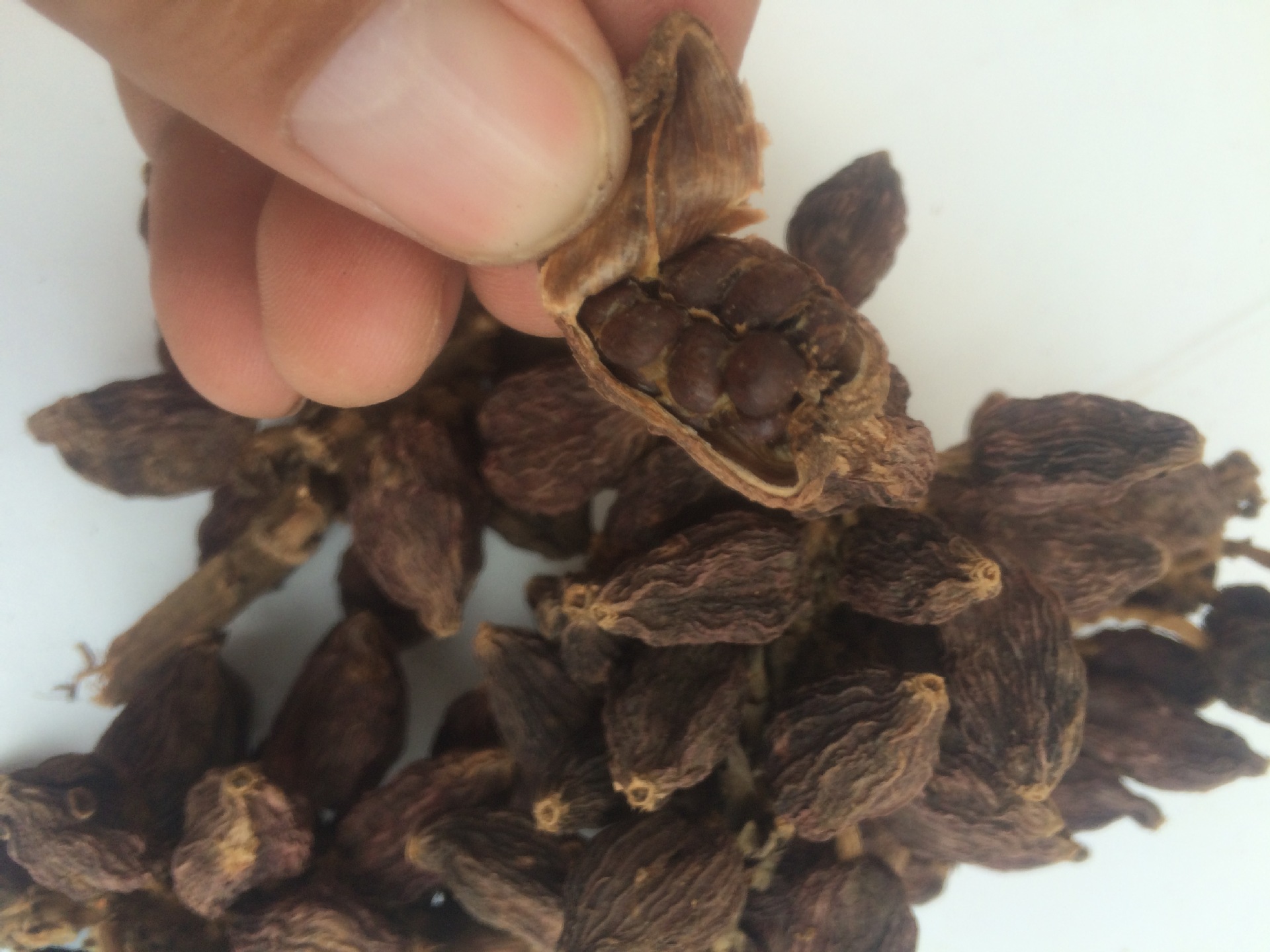 野草果洋合果批发小草果山草果批发