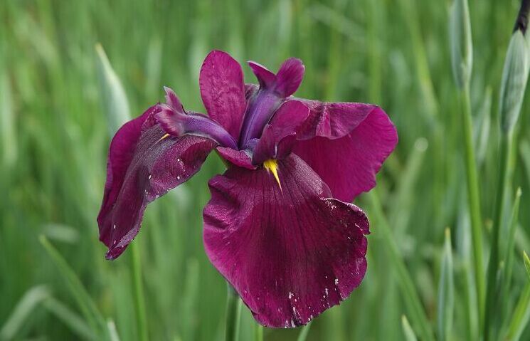 供应日本大花花菖蒲各类水生植物