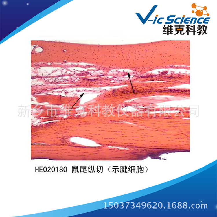 鼠尾纵切(示腱细胞)
