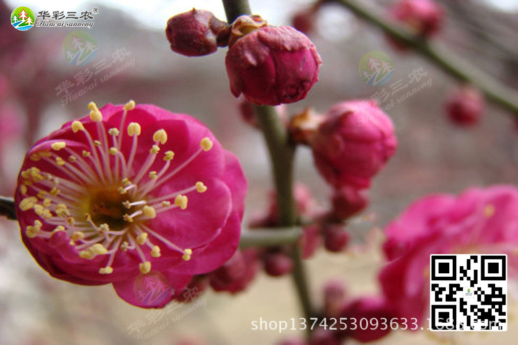 白须朱砂梅-盆栽梅花养护特点 白须朱砂梅栽培技术管