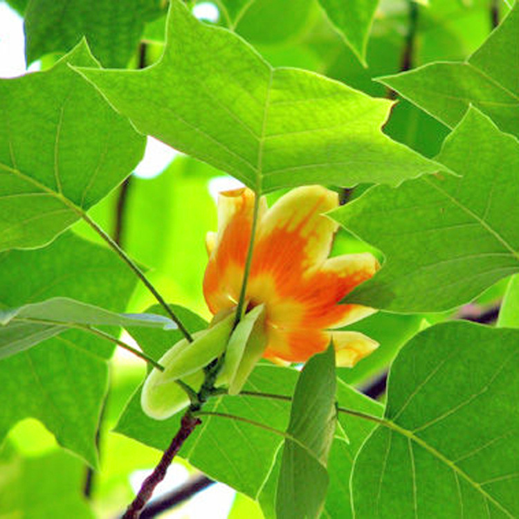 园林绿化苗木行道树 马褂木 杂交马褂木 园林行道树