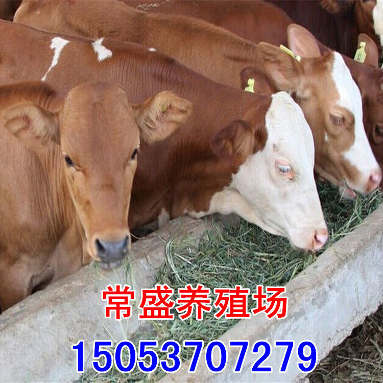 七台河职业学院_七台河养奶牛收入多少(3)