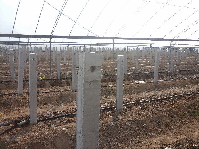 产品名称:大棚柱子,水泥柱子,水泥葡萄架,水泥立柱,大棚立柱 产品成分