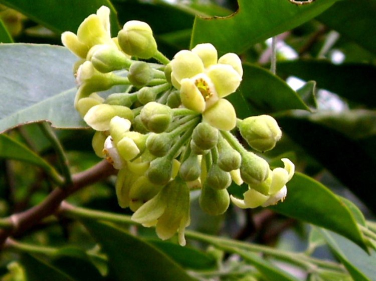 沉香提取物 现货直销