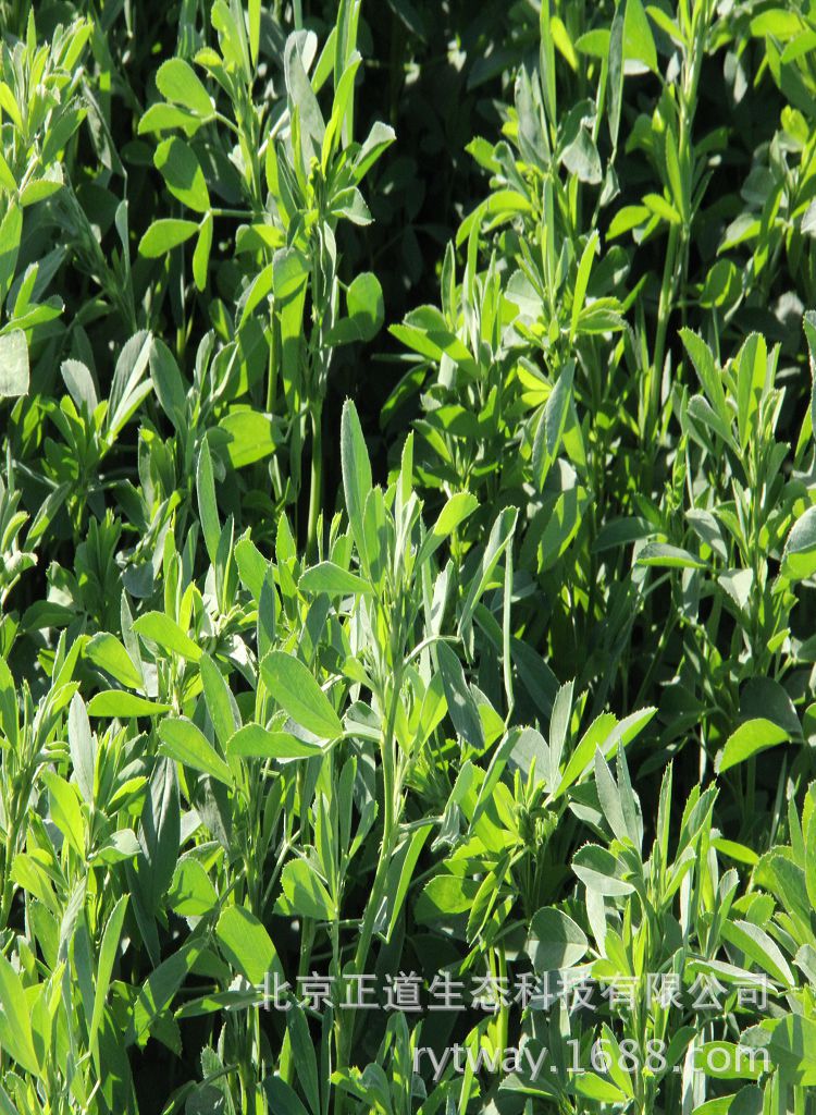 种子批发紫花苜蓿牧用北方多年生进口草籽牛羊兔鸡鸭鱼鹅吃wl343