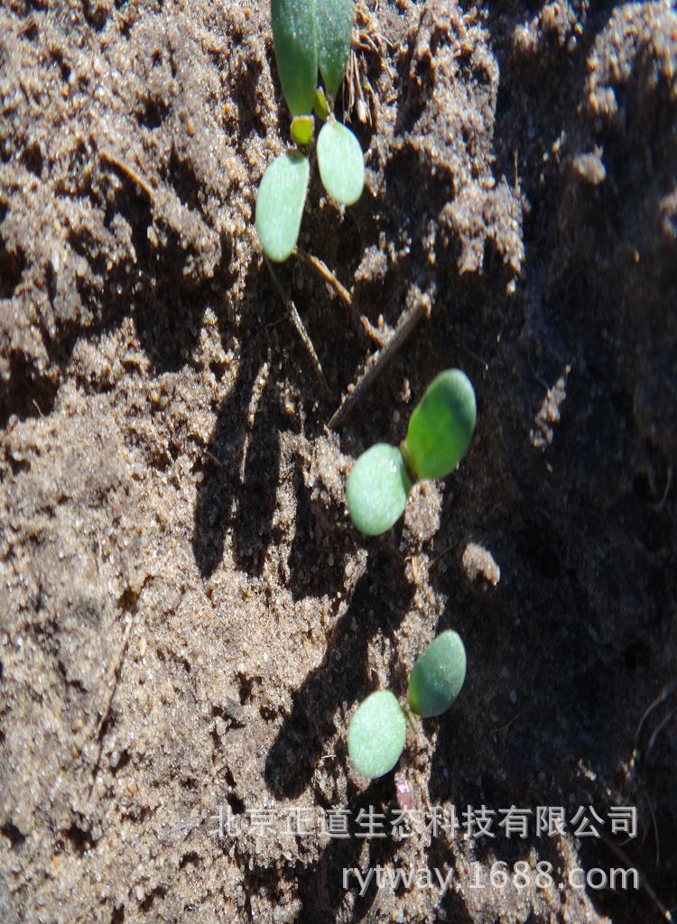 种子批发紫花苜蓿牧用北方多年生进口草籽牛羊兔鸡鸭鱼鹅吃wl343