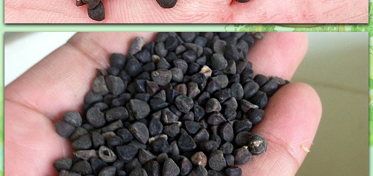 大花牵牛花种子爬藤盆栽 混色 四季播花草简单 喇叭花卉种子批发