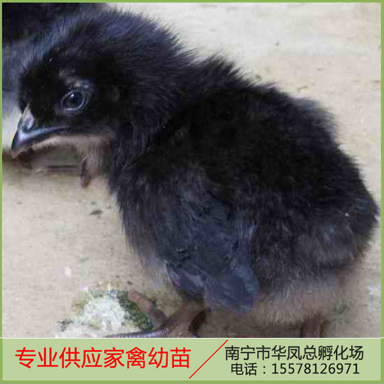 厂家直销广西南宁可预售鸡苗生命力强小乌鸡苗高山黑凤鸡