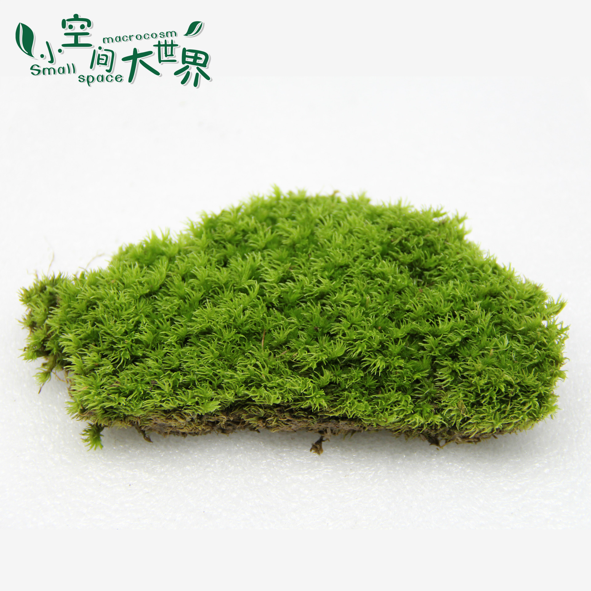 微景观配件_苔藓 景观生态瓶 新鲜白发藓小 微景观