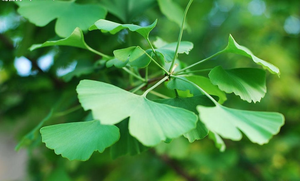 直销批发公孙树 供50公分银杏成苗 规格齐全银杏树苗木 白果树苗