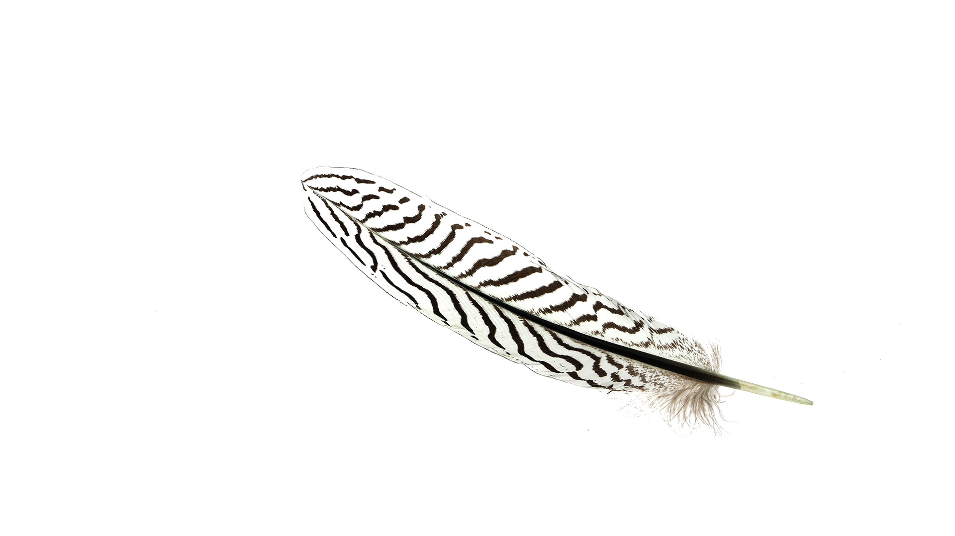 彩色鸵鸟羽毛 精密羽毛 高质量鸵鸟毛 厂家直销 低价促销 - 纺织材料