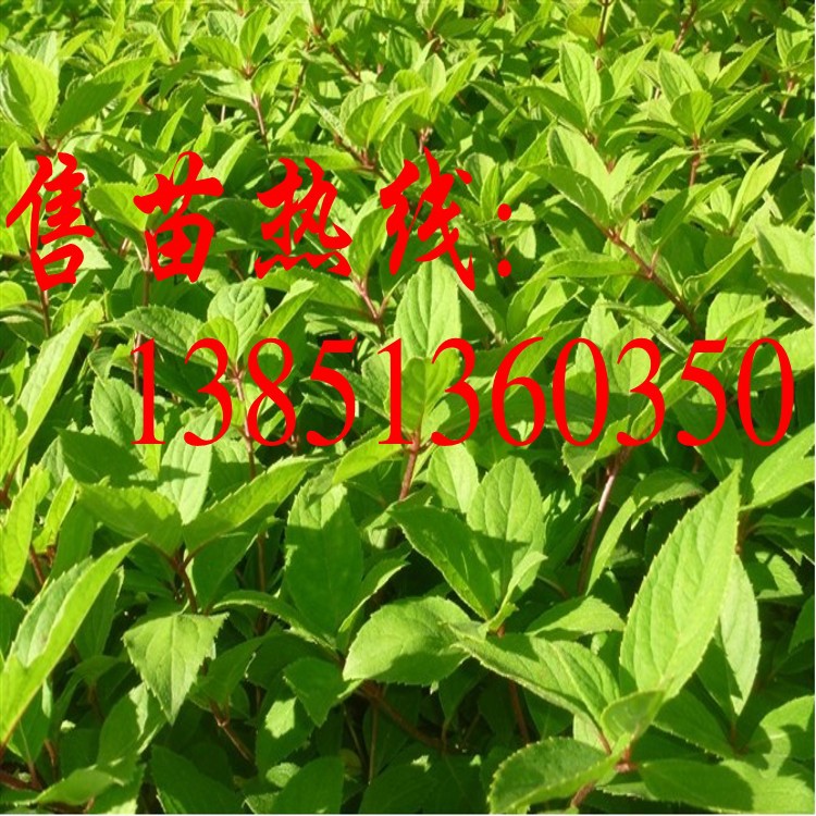 大量批发木绣球小苗 大规格木绣球树苗 白绣球苗 斗球苗