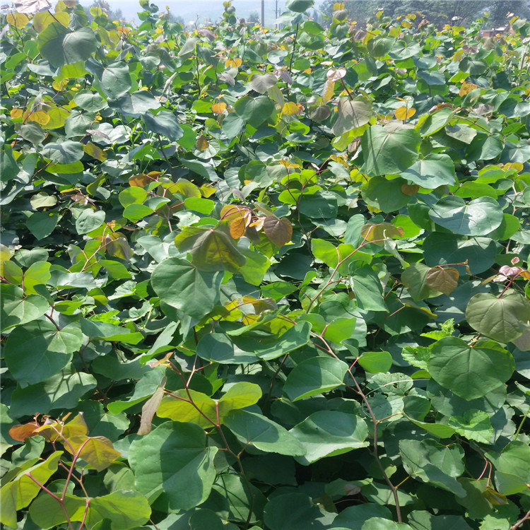 基地直销巨紫荆小苗特价超值巨紫荆极具发展潜力的紫荆乡土树种