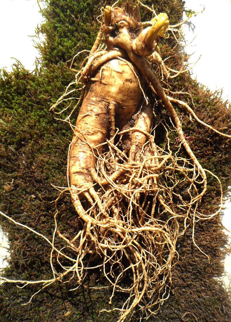 供应东北新鲜人参