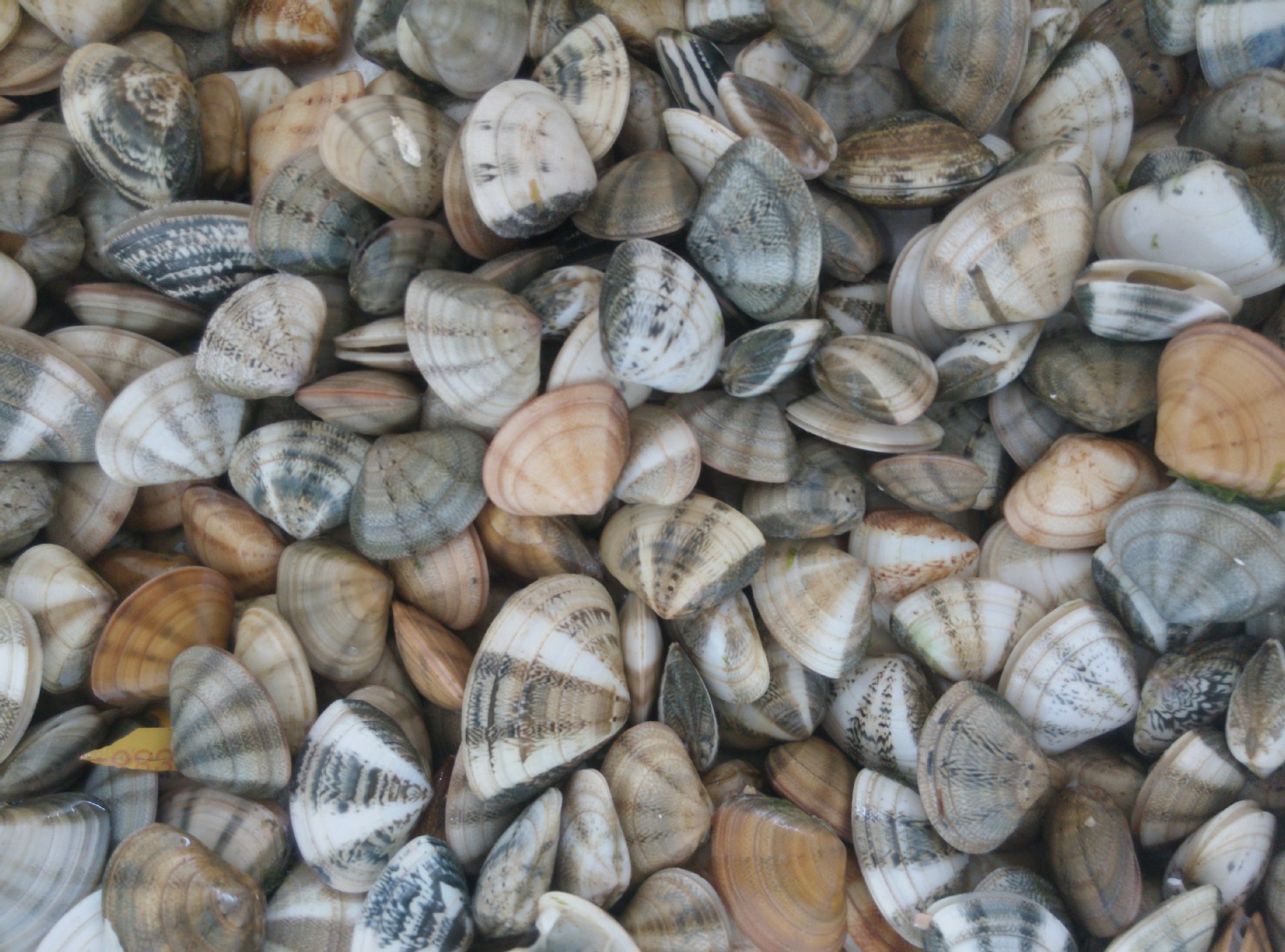 新鲜鲜活七彩贝贝类海鲜水产批发送礼佳品产地直销海鲜批发