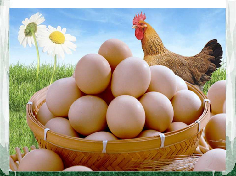 景宁高山土鸡蛋 农家散养鸡蛋 原生态吃草的绿色鸡蛋 - 中国食品饮料