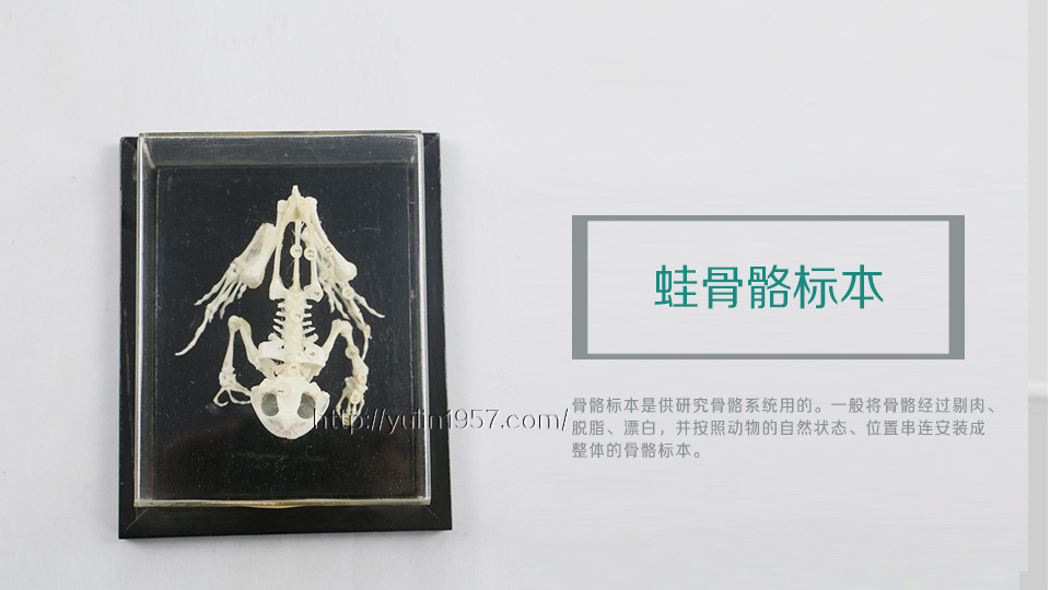 河南雨林 蛙骨骼标本 动物骨骼标本 科普教具 实验器材