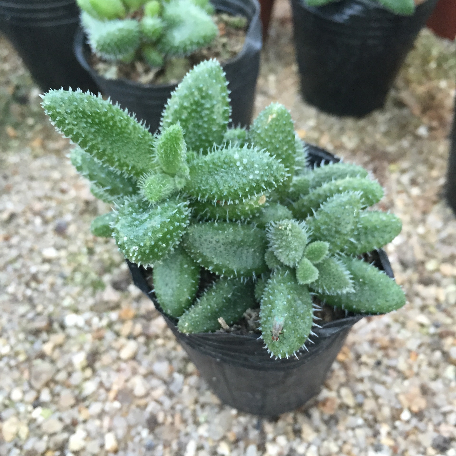 多肉植物批发 番杏科 雷童 3cm左右 可吸辐射 吸甲醛 净化空气