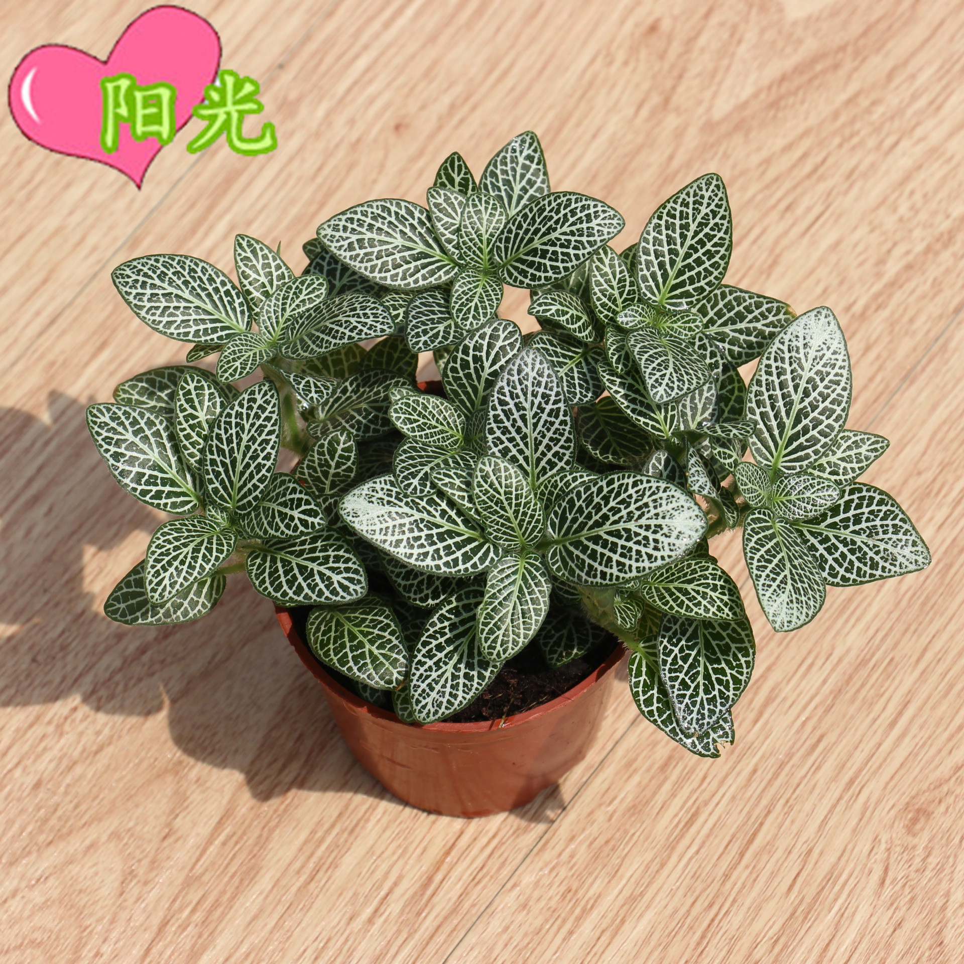 A80网纹草白天使 (3)