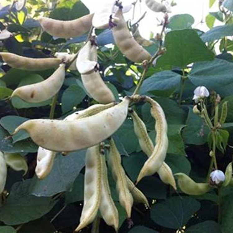 批发销售万谷食美新奶白豆圆奶花豆新花芸豆长期供应