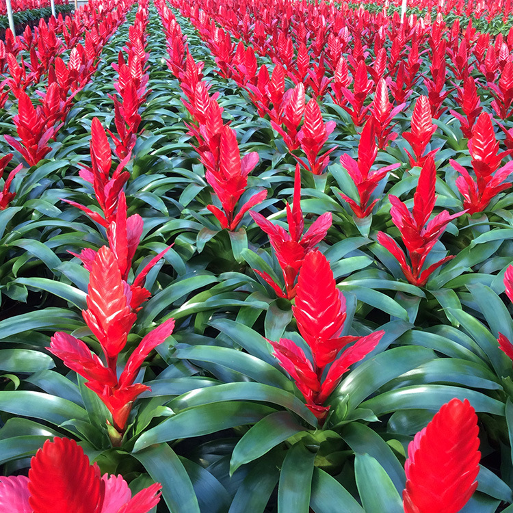 卡丽 室内植物 室内植物 盆栽批发 一件32盆 2月上市