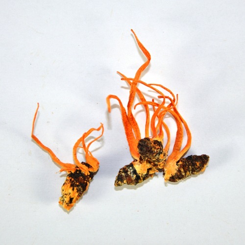 蚕虫草桑蚕蛹虫草北冬虫夏草蛹虫草北虫草子实体