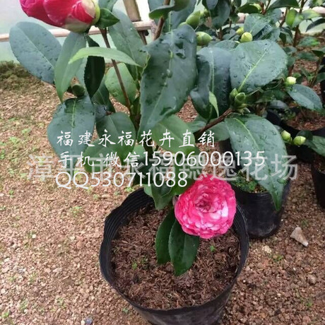 盆栽带花蕾,青叶贝拉茶花,花贝拉,精品壮苗,绿色花卉30-40高图片