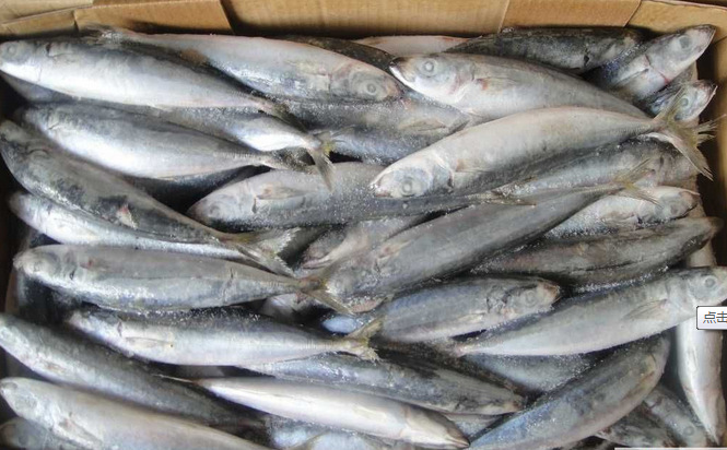 福建东山厂家直销供应 冷冻四破鱼 (竹叶鱼)