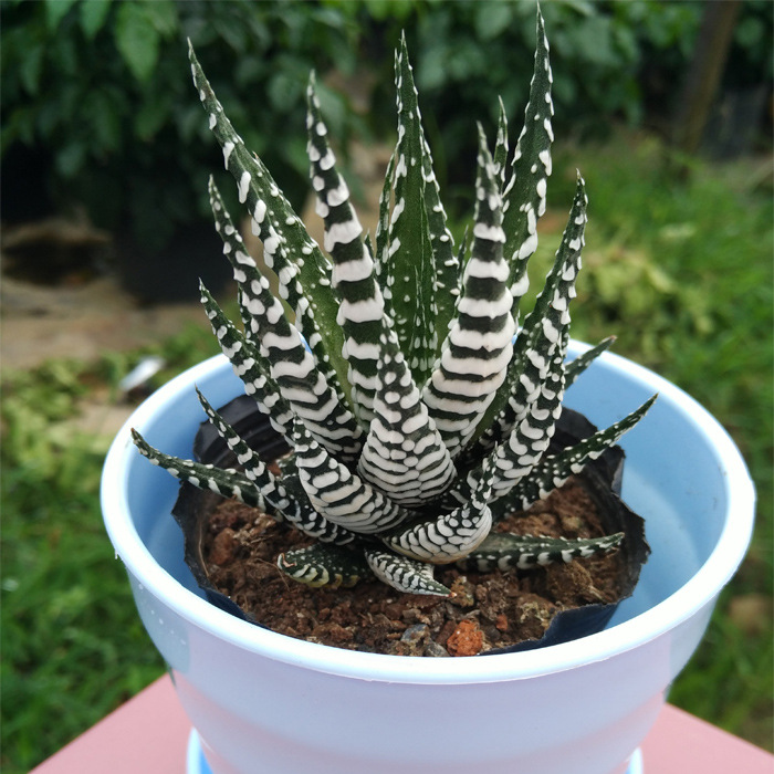 多肉植物条纹十二卷属十二稿条纹清晰5-6cm