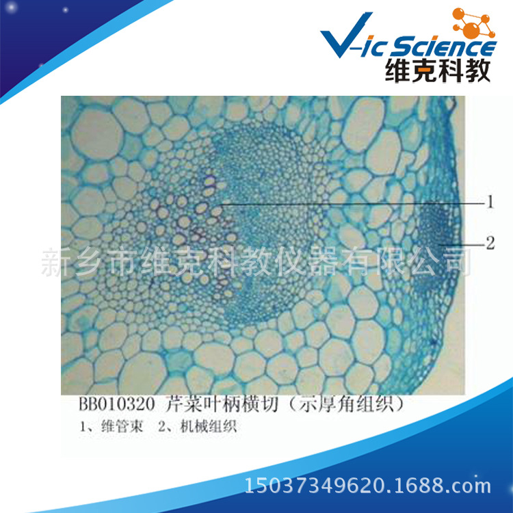 芹菜叶柄横切示厚角组织生物切片微生物切片植物类装片