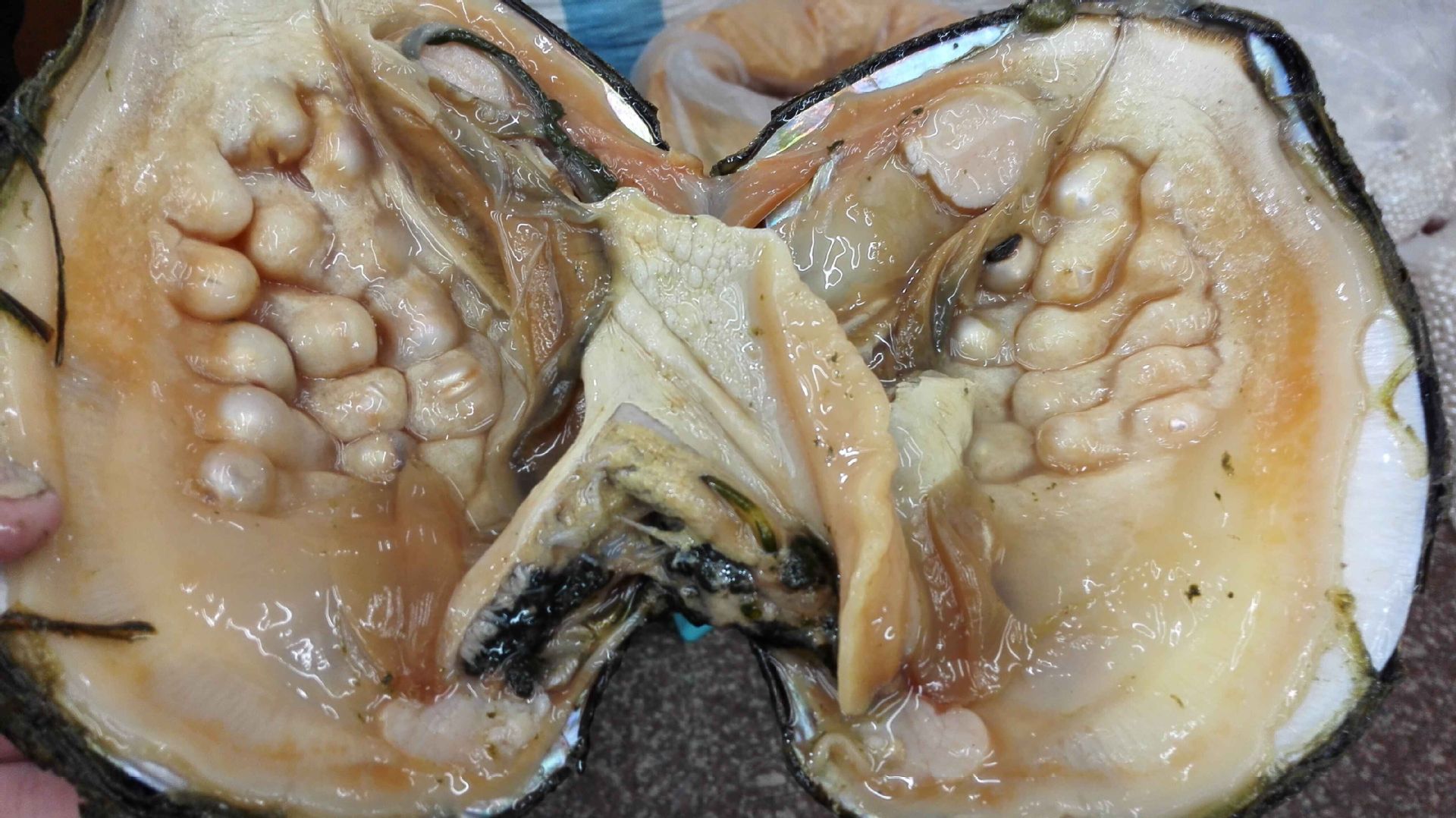 大量供应活体 大蚌珍珠母贝促销 鲜活大珍珠贝 内有珍珠现场加工