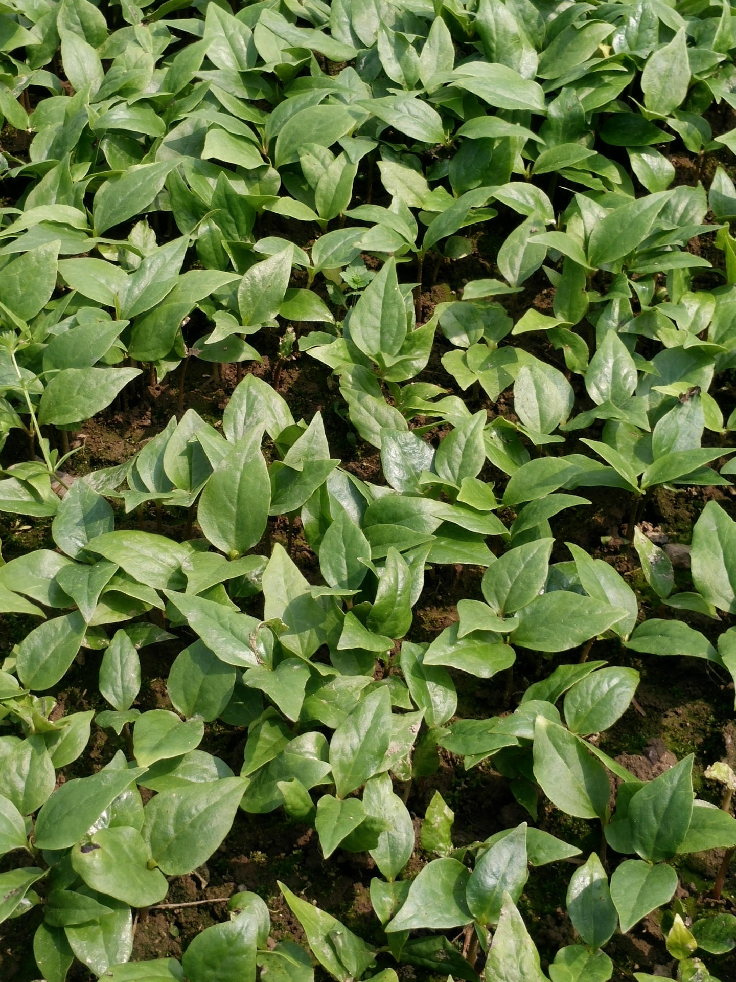 【特价批发】山玉兰白玉兰 紫玉兰 芽苗玉兰苗 行道树 量大优惠