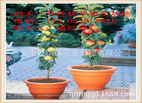 柱状苹果苗