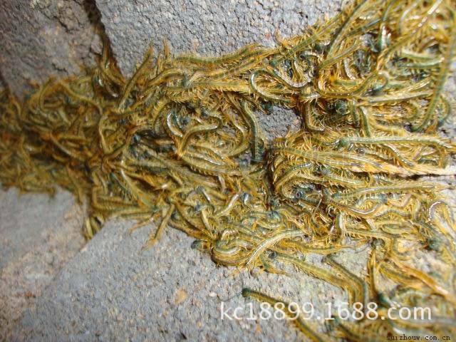 专业供应推荐少棘巨红头蜈蚣,金头蜈蚣商品3-5元/条