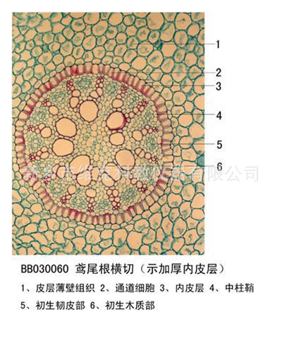实力工厂 鸢尾根横切 生物切片 植物组织观察标本 显微镜教学玻片