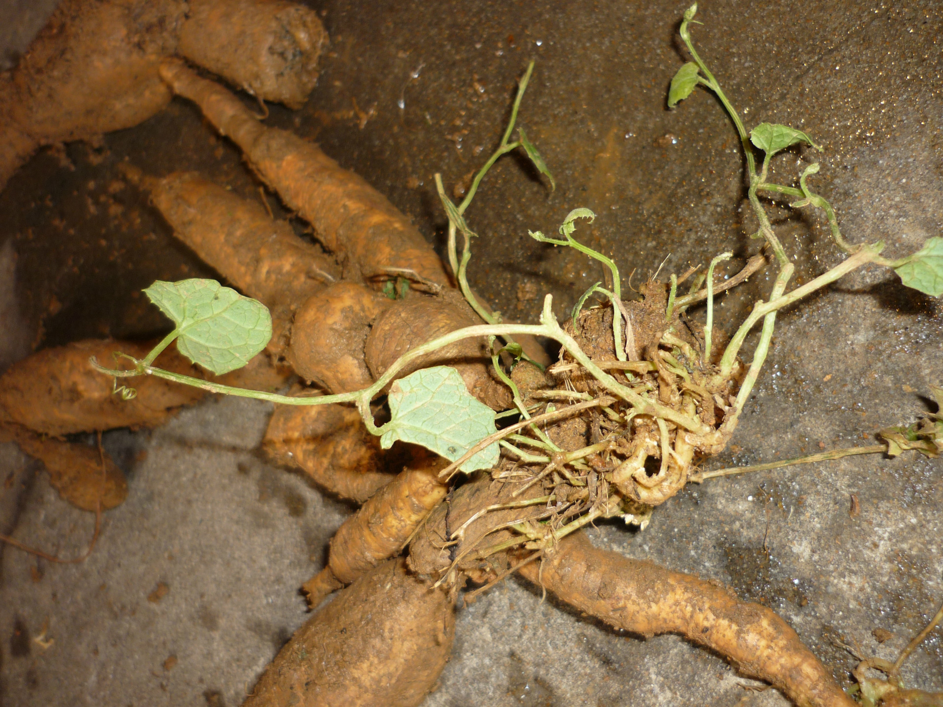 正宗福建红参果火蜜果红香果红参果苗厂家批发