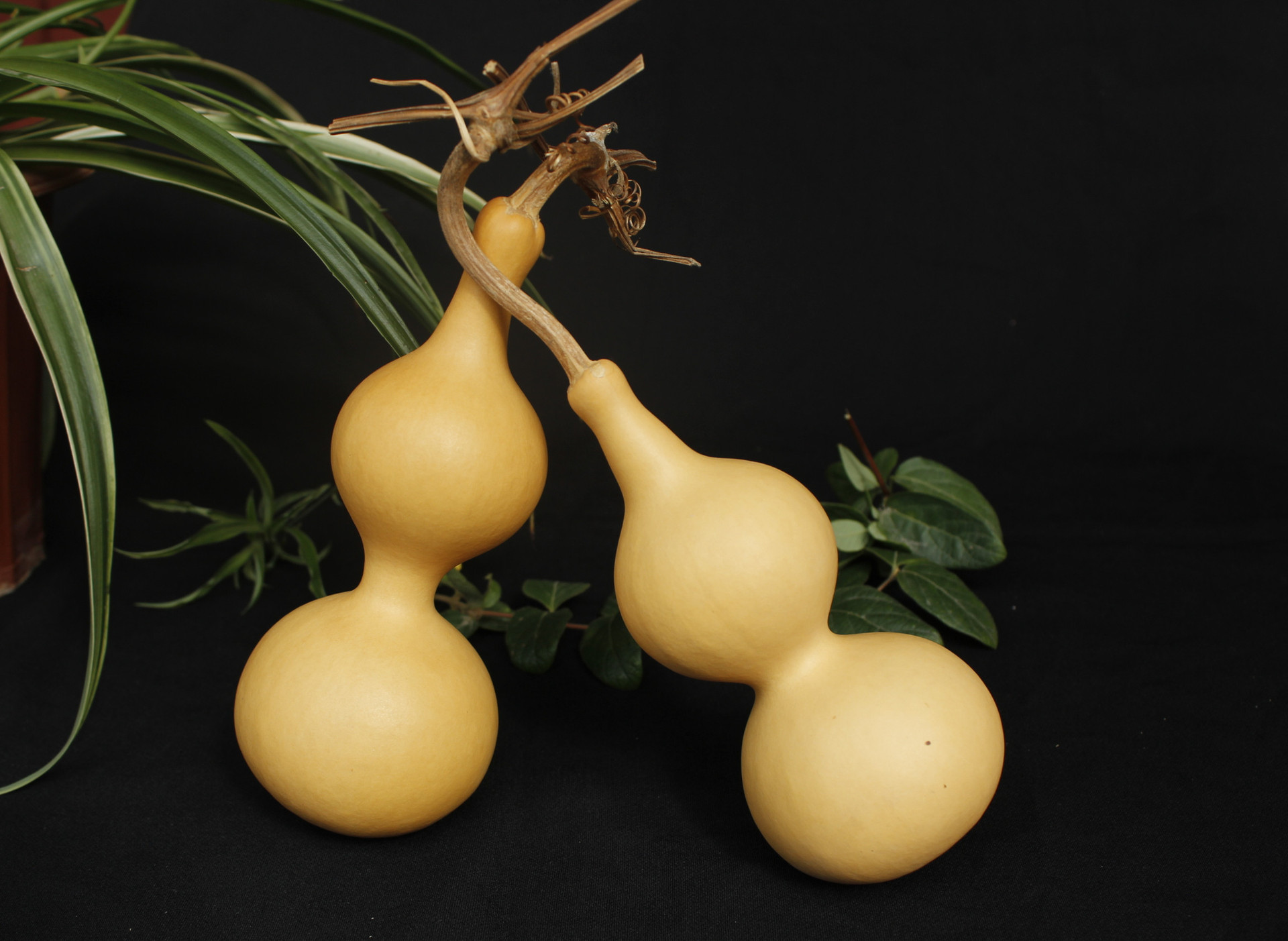 天艺葫芦中心:15-25厘米原色中号葫芦 美国亚腰大葫芦 文玩手捻