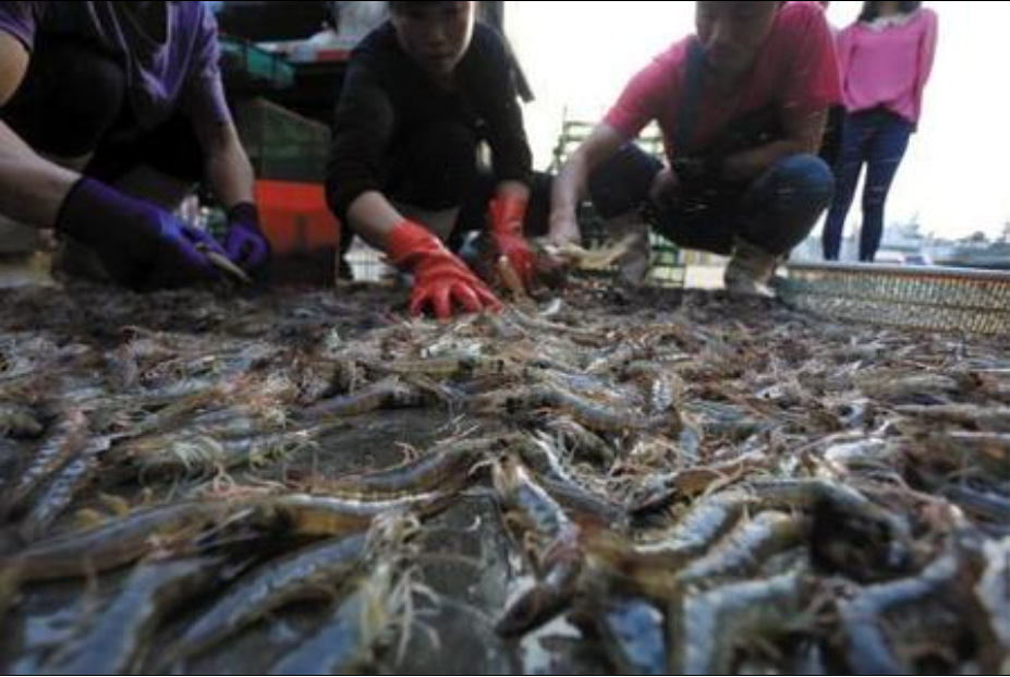 冰鲜虾_基围虾 冰鲜虾 海虾 淡水虾 虾仔 大虾