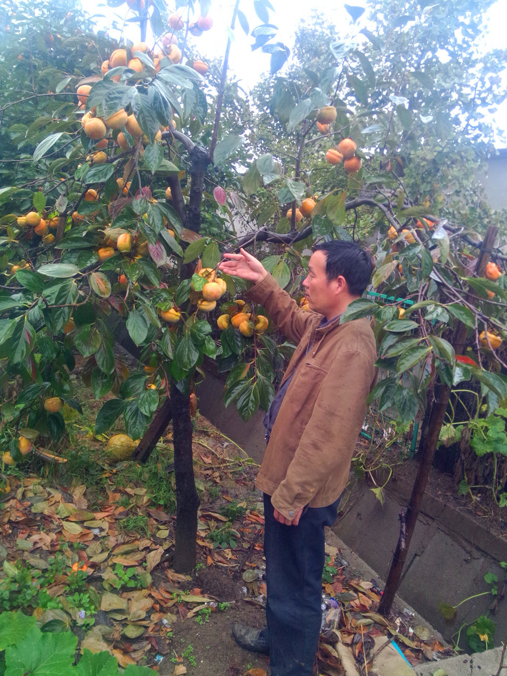 直销磨盘柿子树 果树苗 柿树 柿子树苗 柿树苗 规格齐全 现货